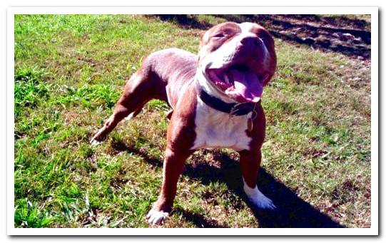 tex mex pitbull