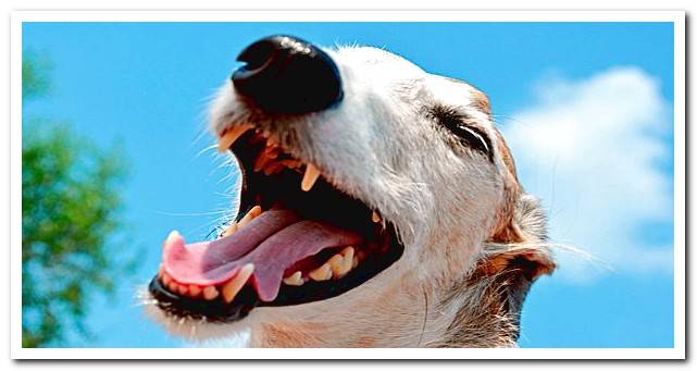 the teeth of a dog