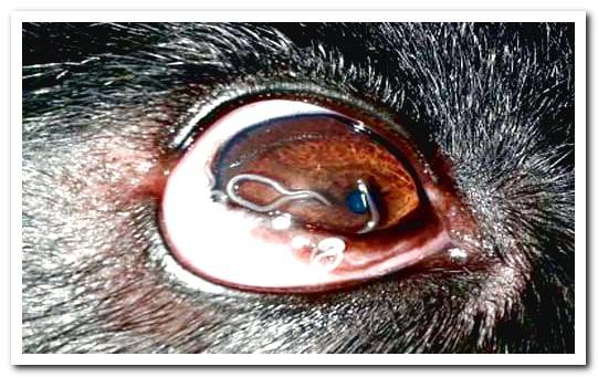 thelazia in dog's eye
