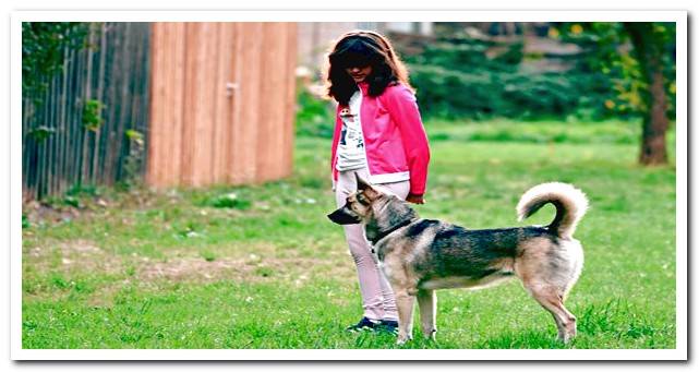 therapy dog ​​accompanying girl