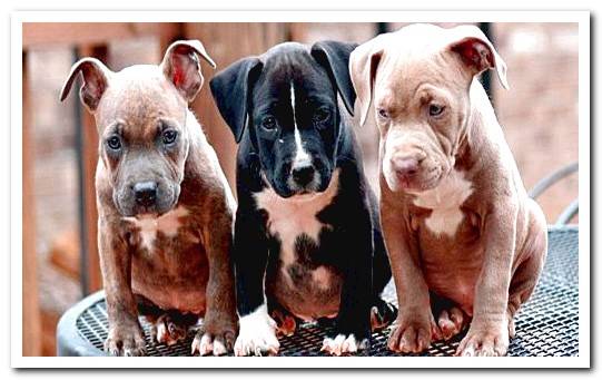 Puppies of the American Pitbull terrier - Care and advice