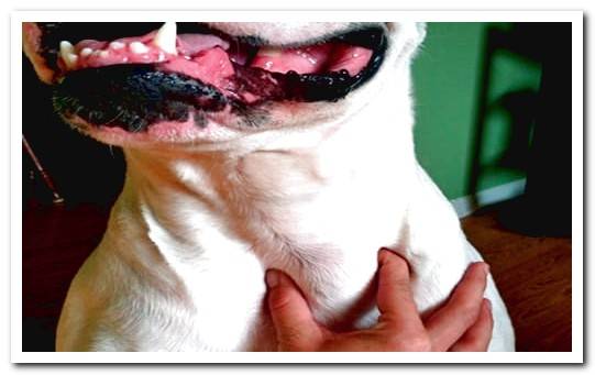 thyroid gland in dogs