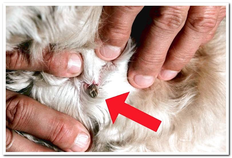 Home remedies to eliminate ticks in dogs Dogsis