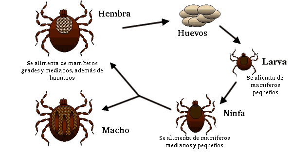 tick cycle