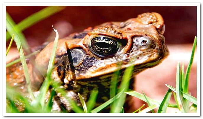 toad hidden in grass