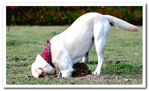 dog with knock digging