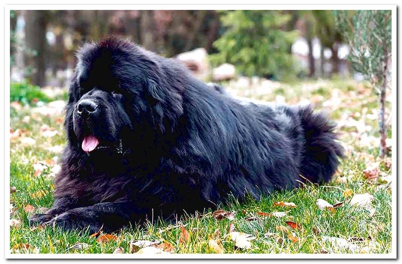 Newfoundland breed - Character, care and photos