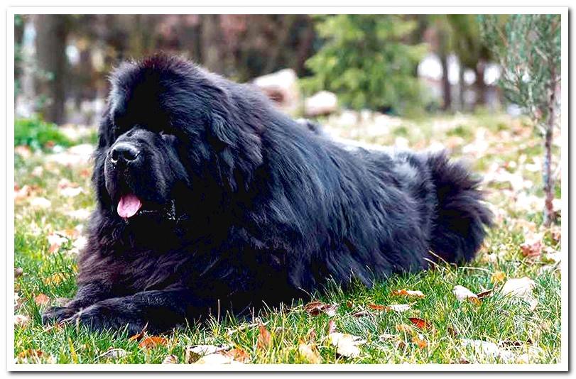 towering-newfoundland-lying-in-the-garden