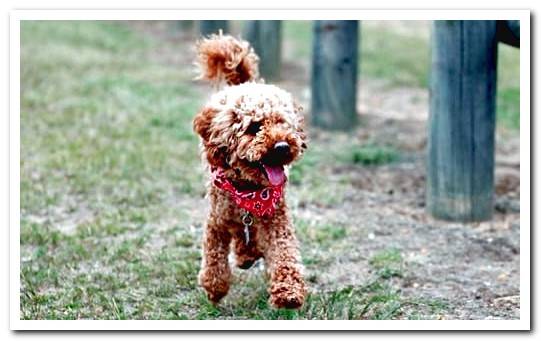 toy poodle