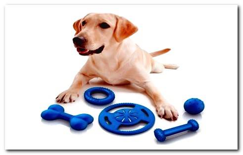 Dog with toys