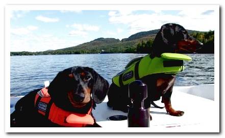 how to travel with a dog on a boat