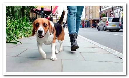 dog on the street