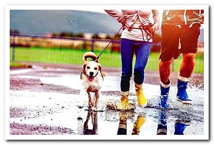 dog playing with a puddle