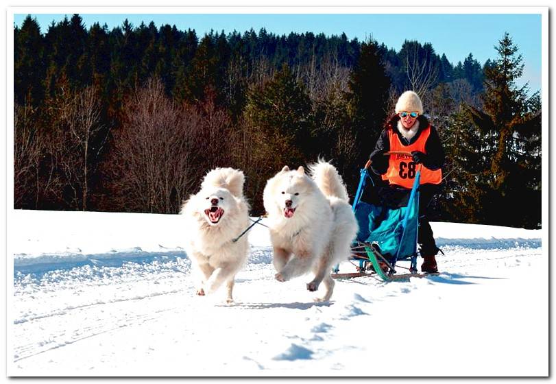 two-dogs-Samoyed-pulling-a-sled