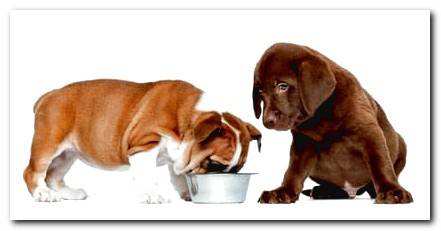 two dogs eating