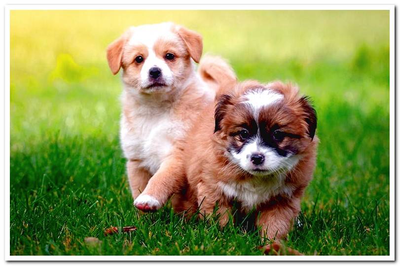 two-puppies-playing-on-the-grass