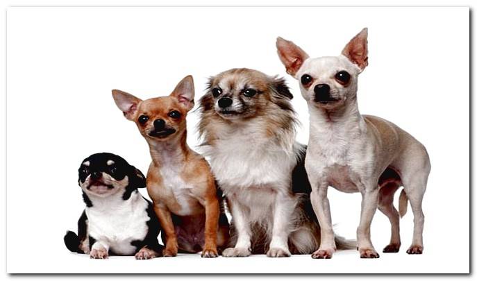 types of chihuahua
