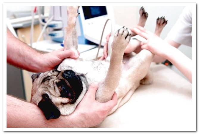 ultrasound-to-pregnant-dog