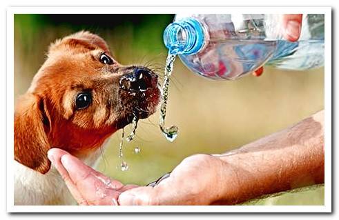 puppy drinking water