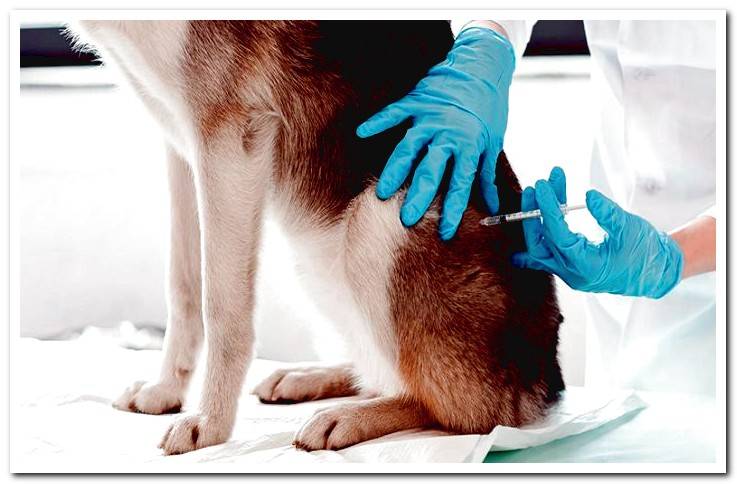 The Rabies Vaccine Why is it so important?