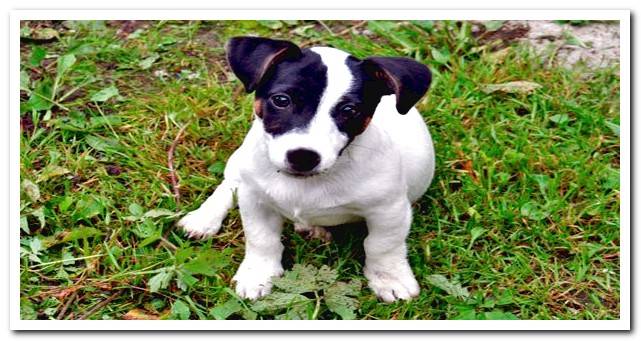 Valencian winemaker dog puppy