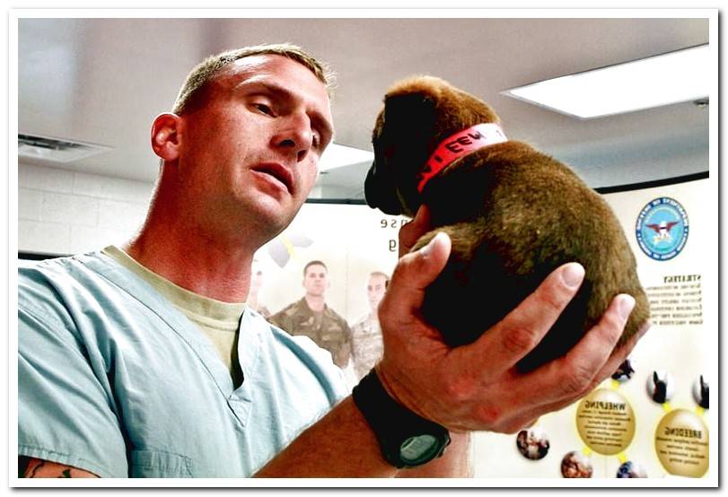 vet-examining-a-dog