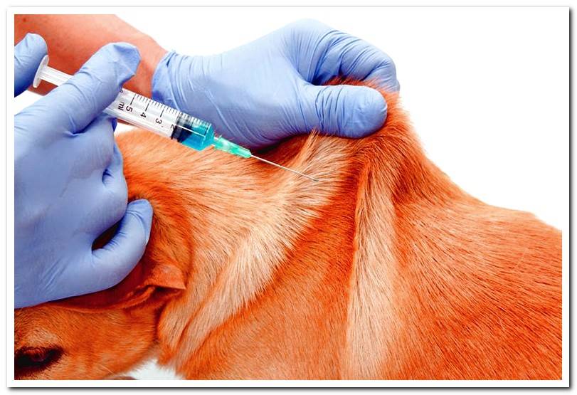 Vaccines for dogs What are mandatory and when to put them?