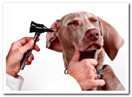dog receiving treatment
