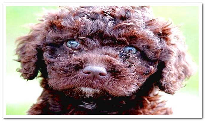 water dog puppy