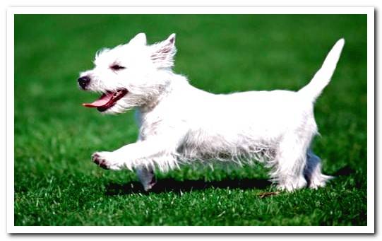 Westie dog running