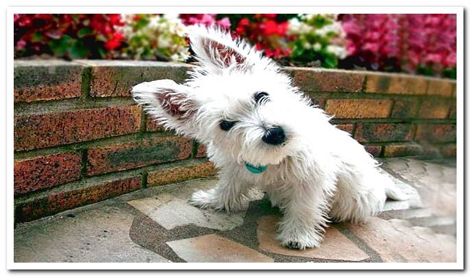 westie dog