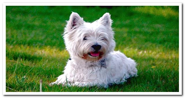 westie