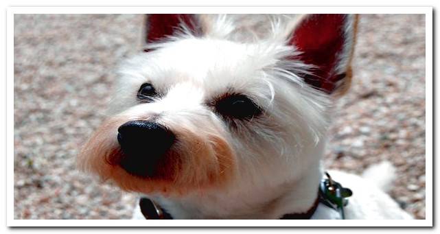 West Highland White Terrier