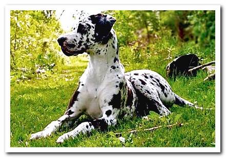 great dane