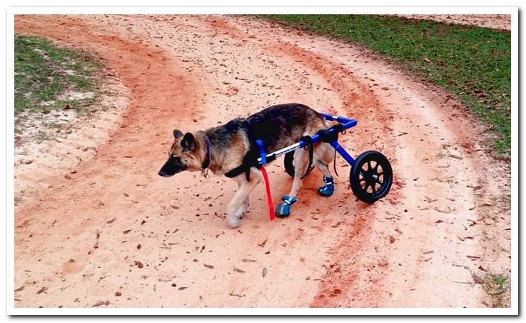 german-shepherd-with-wheelchair