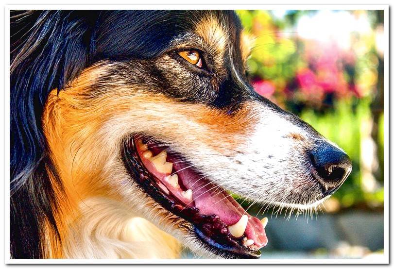 whiskers-of-a-dog - shepherd