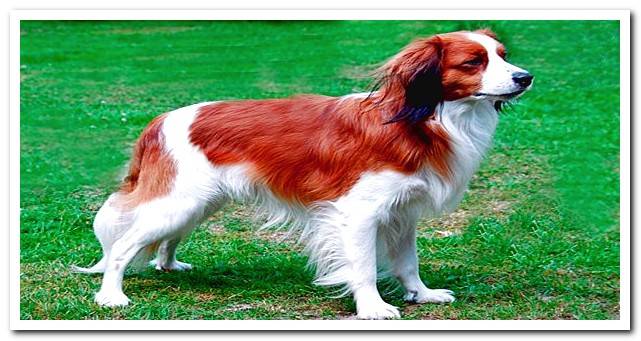 white and red irish setter in the field