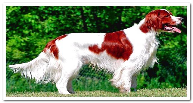 white and red irish setter