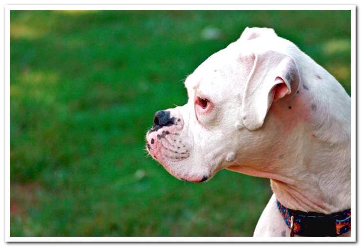 dog-boxer-white