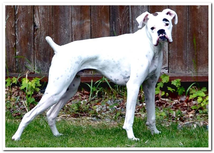 boxer-white