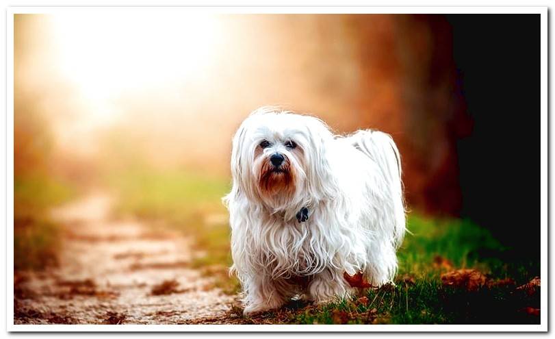 white-dog-of-breed-bichon-maltese