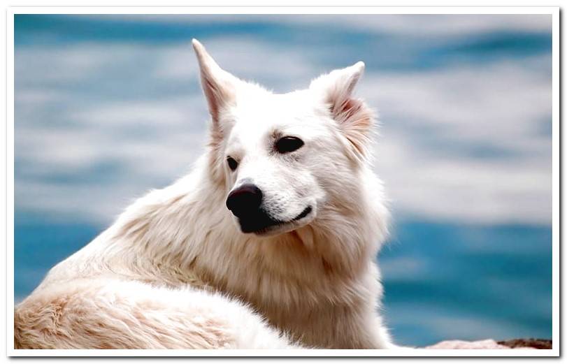 white-dog-with-clean-hair