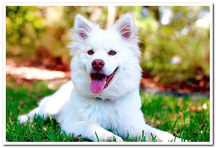 white-haired-dog