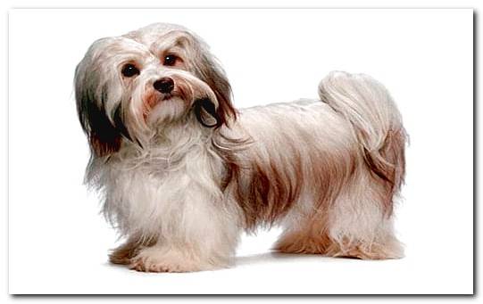 white-haired havanese bichon