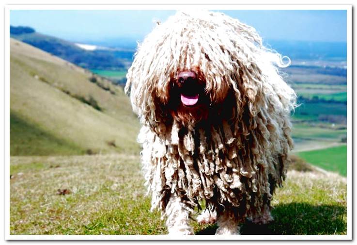 white-haired-puli-dog-on-the-mountain