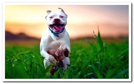 pit bull dog running