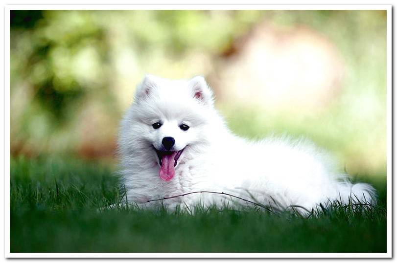 puppy-white