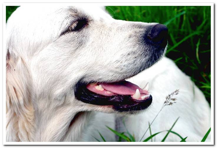 dog-retriever-white