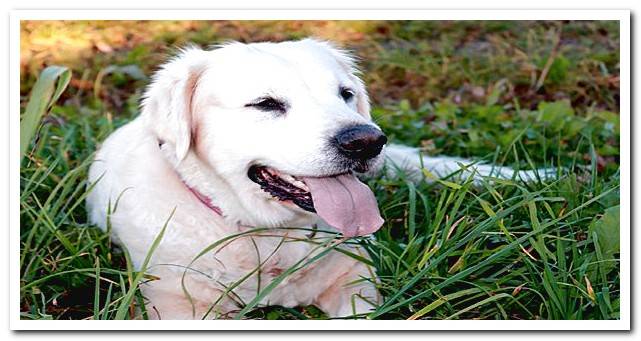 Dog with whitish tongue and gums