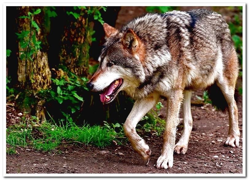 wolf in the forest